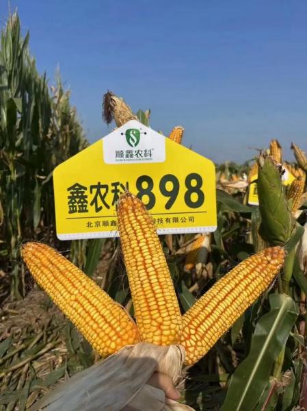 顺鑫控股股票行情-第4张图片